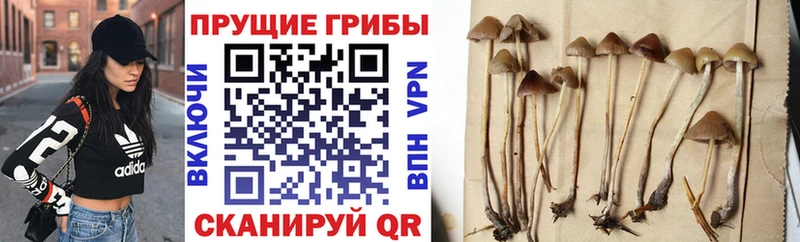 Псилоцибиновые грибы мухоморы  наркотики  Москва 